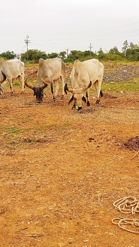 ઘોઘલા