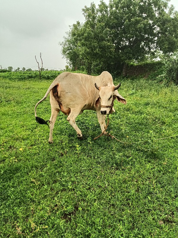 ગાય વેચવાની છે