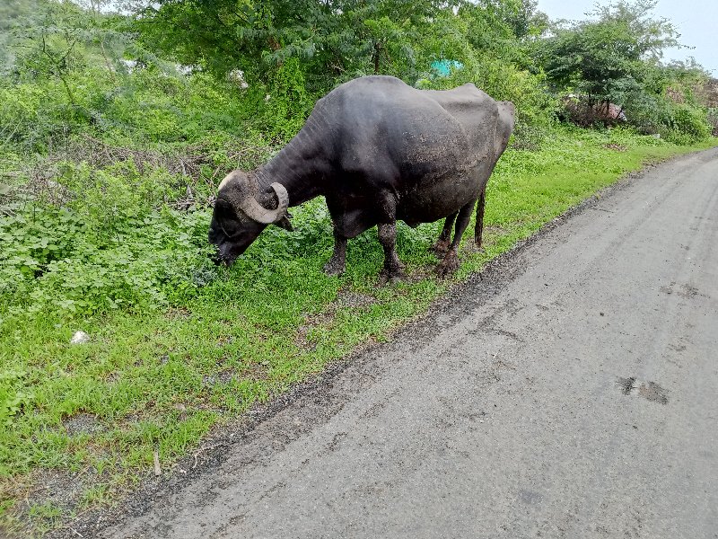 ભેંસ વેચવાની છે