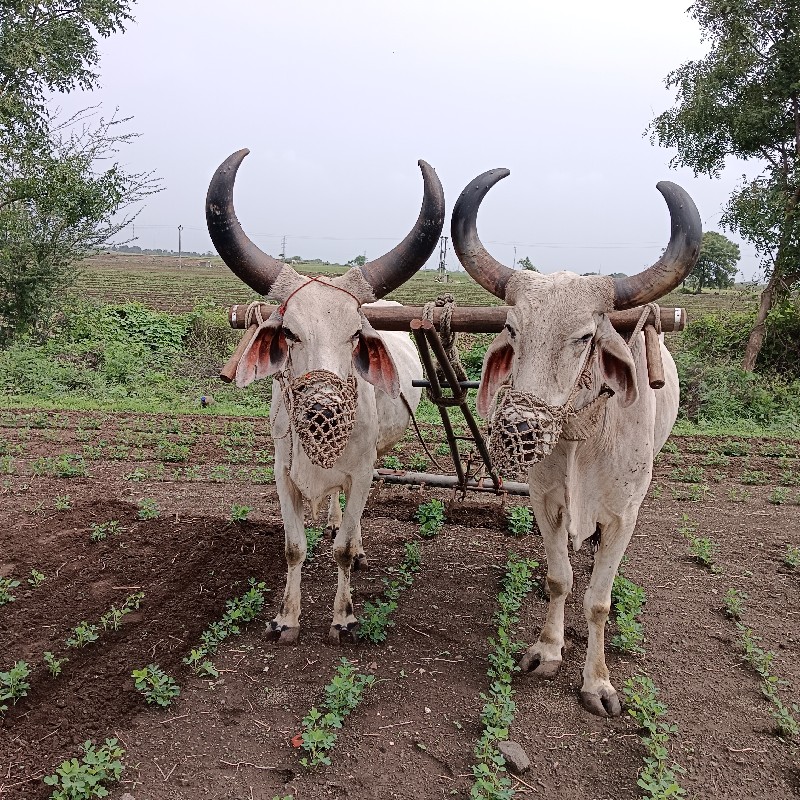 ગોધલા બલદ વેંચવ...