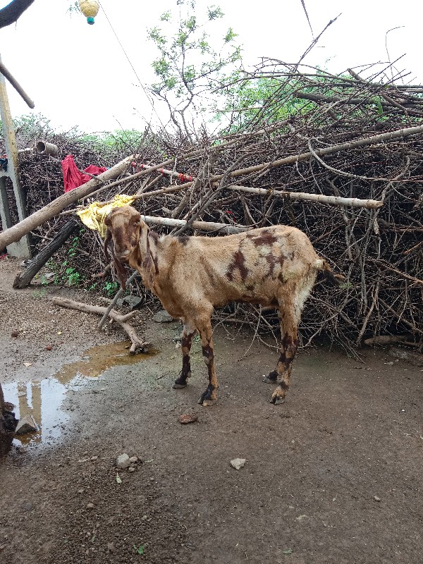 ઓરીજનલ રાજસ્થાન...