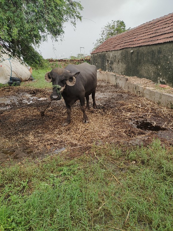 ભેંસ વેચવાની