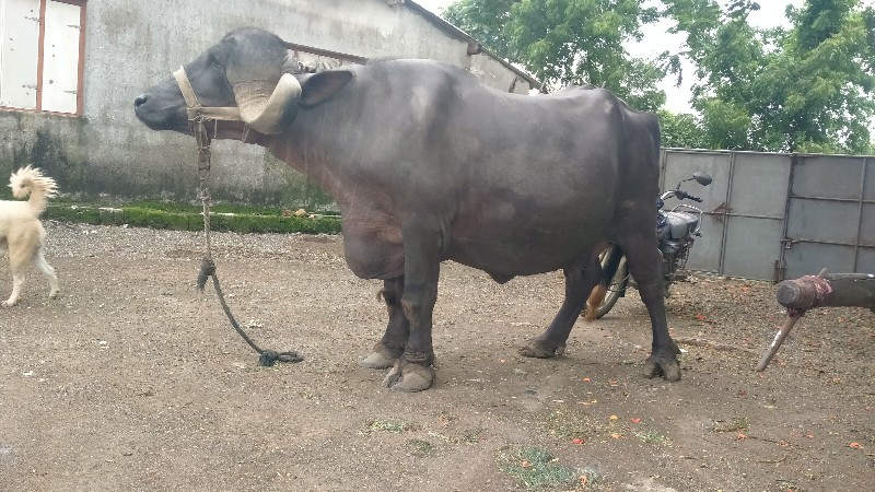 ભેંશ વેચવાની છે