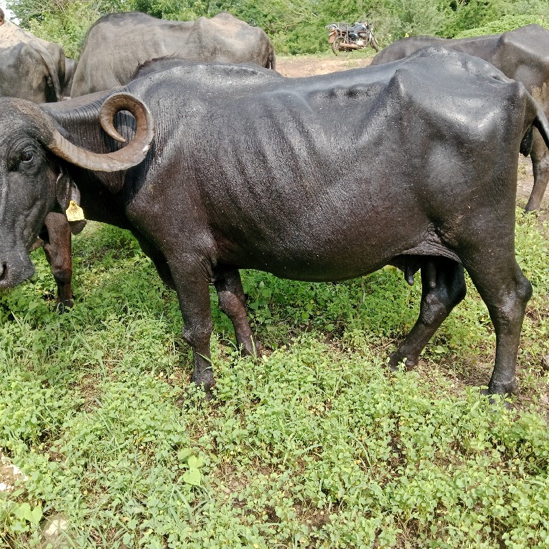 ભેંસ વેચવાની છે