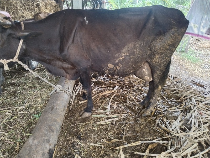 ગાય વેચવાની છે