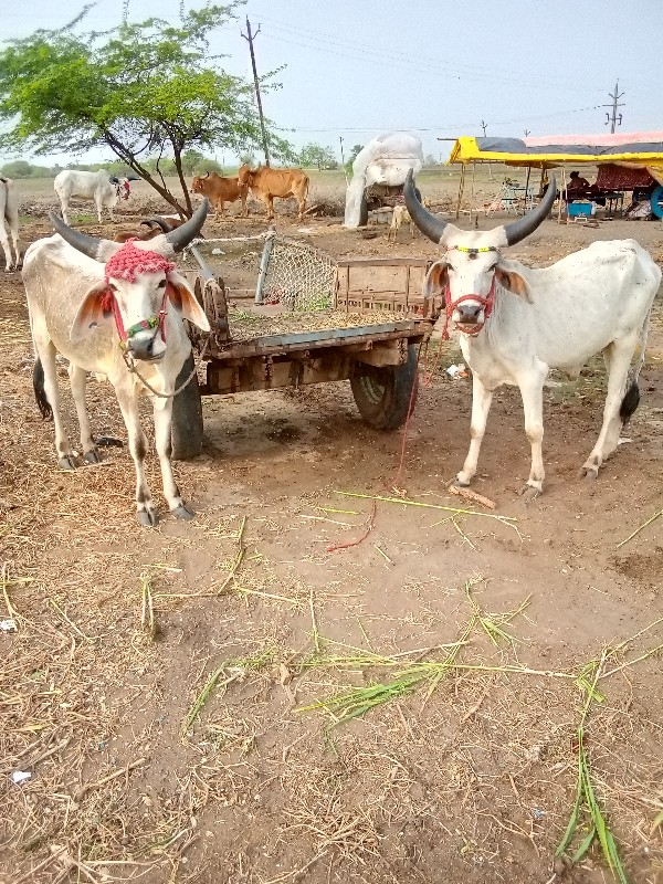 કોઈલા