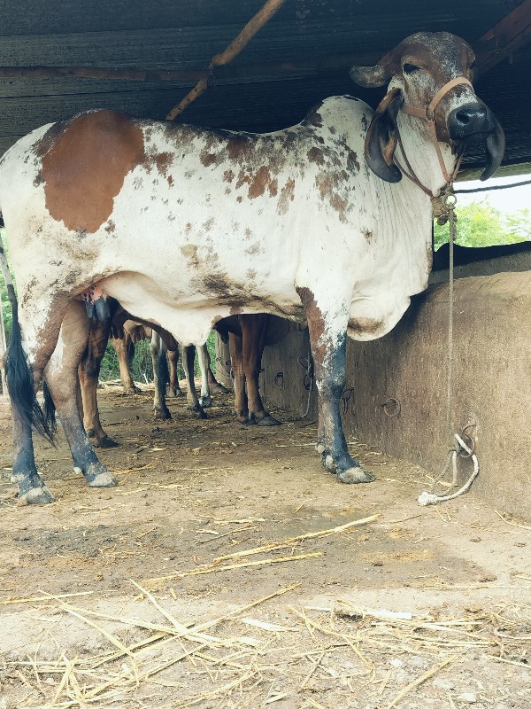 ગિર ગાય દેવાનિછ...