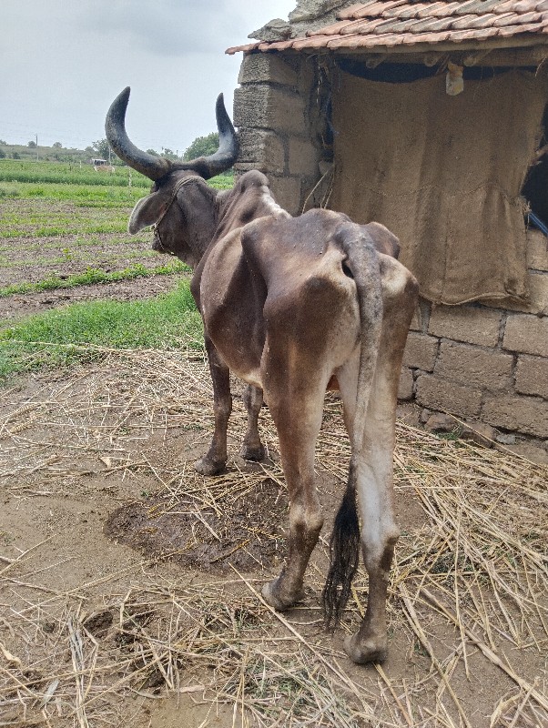 બળદ વેચવાનો છે