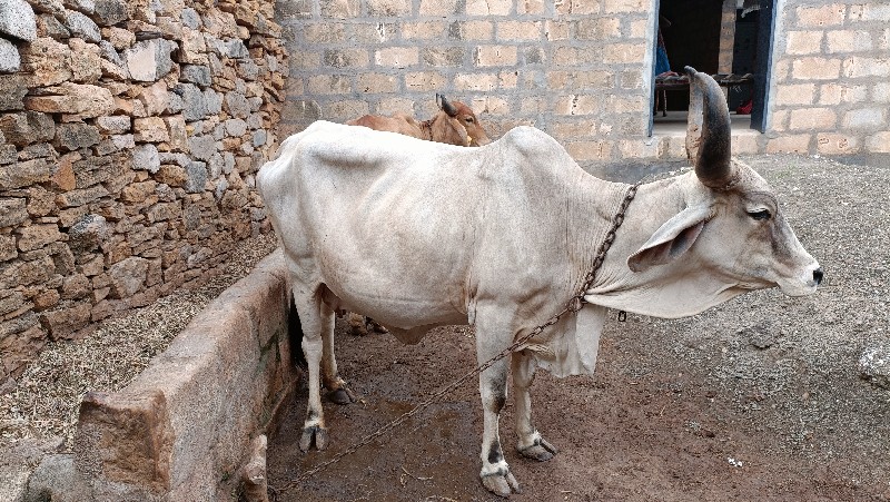 ગાય વેચવાની છે