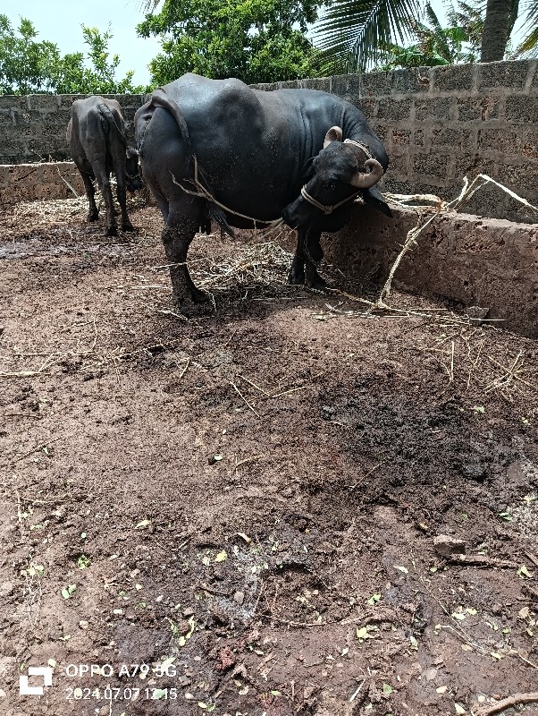 બીજુ વેતર