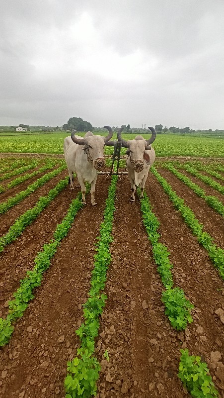 ગોધલા વેચવાના છ...