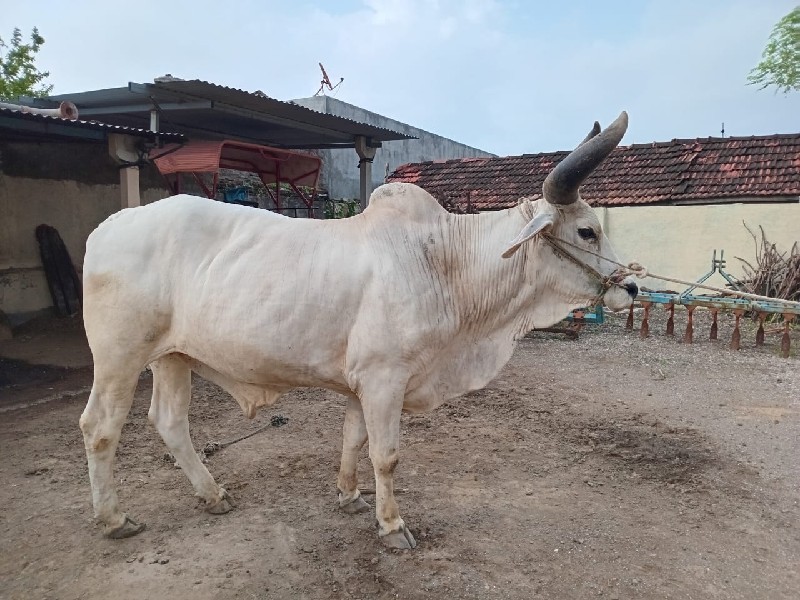 બળદ વેચવાનો છે.