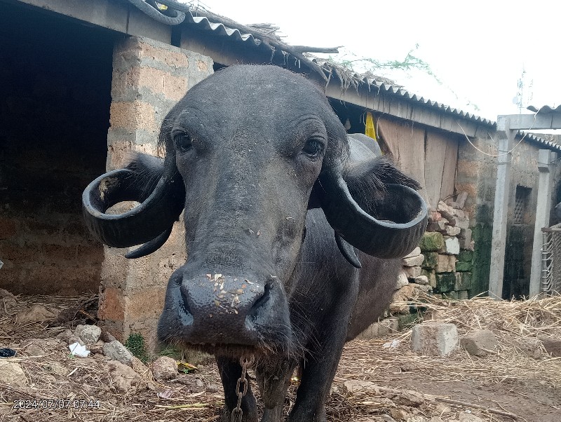 ખડેલી વેચવાની છ...