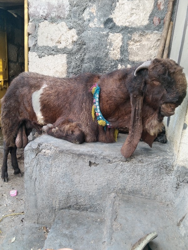 રાજસ્થાની બકરો