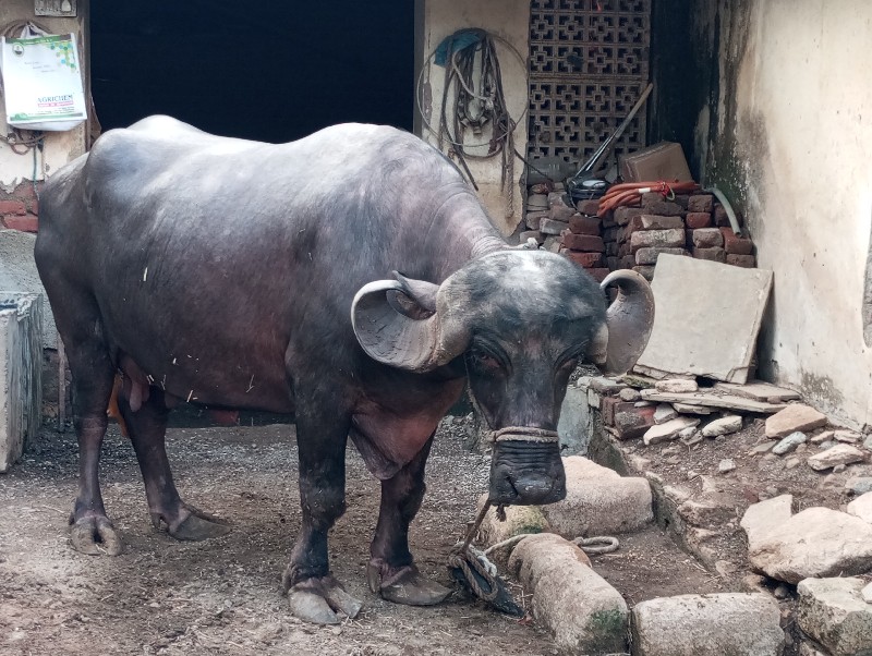 ભેંસ વેચવાની છે