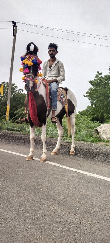 ધોડિવેશવાની છે...