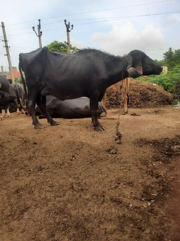 બેય વીયાલ રુબરુ...