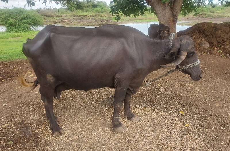 બીજુ વેતર