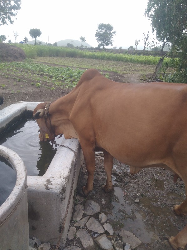 ગીર ગાય વેસ્વની...