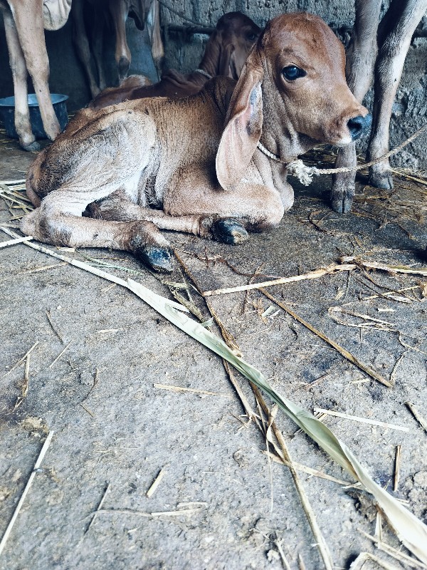 ગાય દેવાનિછે