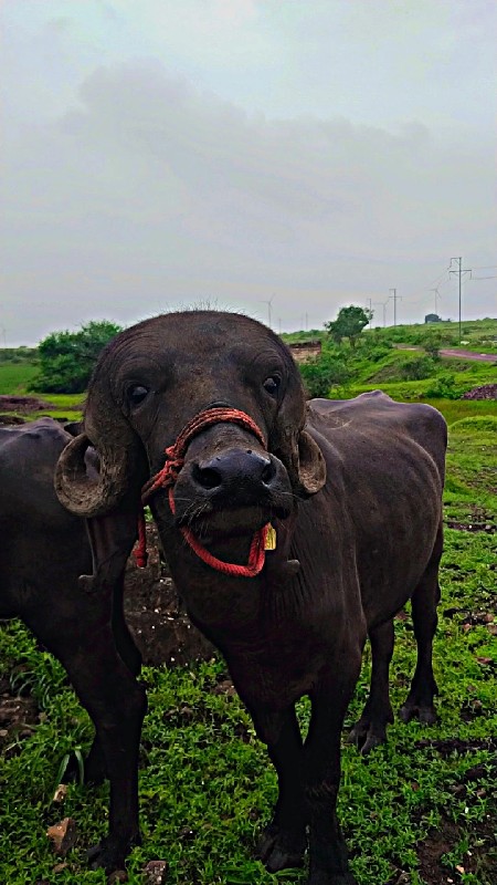 પાડો વેચવાનો છે