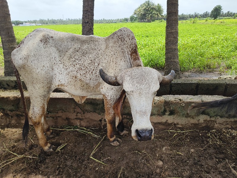 ગાય વેચવાની છે