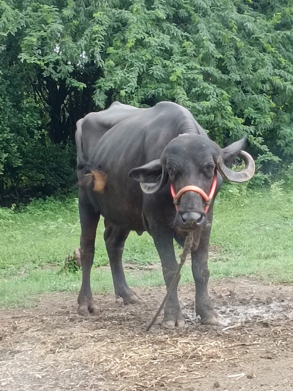 કડાઈ વેચવાની છે...