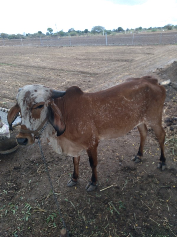 હોડકી આપવાની છે