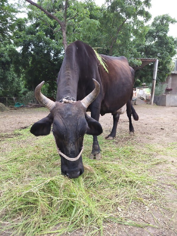 ગાય વેચવાની છે