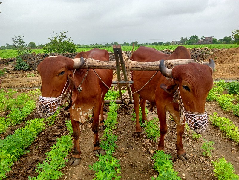 બળદ વેચવાના છે