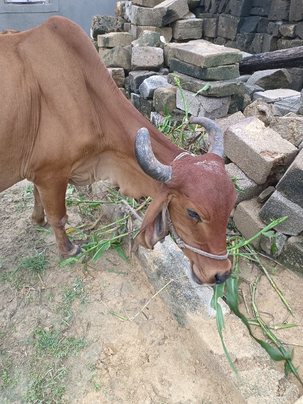 ડોઢમહીનાનીવેણેછ...