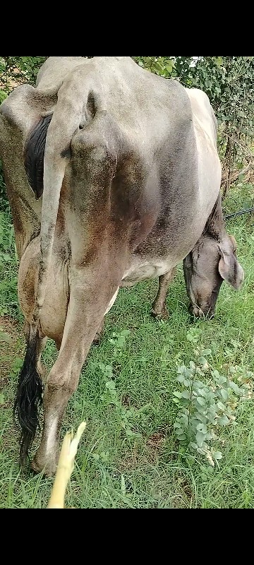 ગાય વેચવાની છે