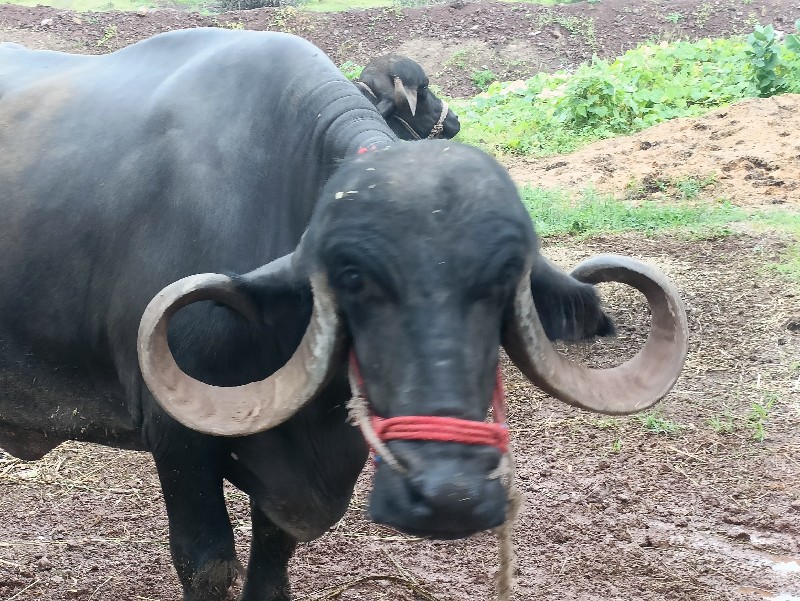 ભેંસ વેચવાની છે