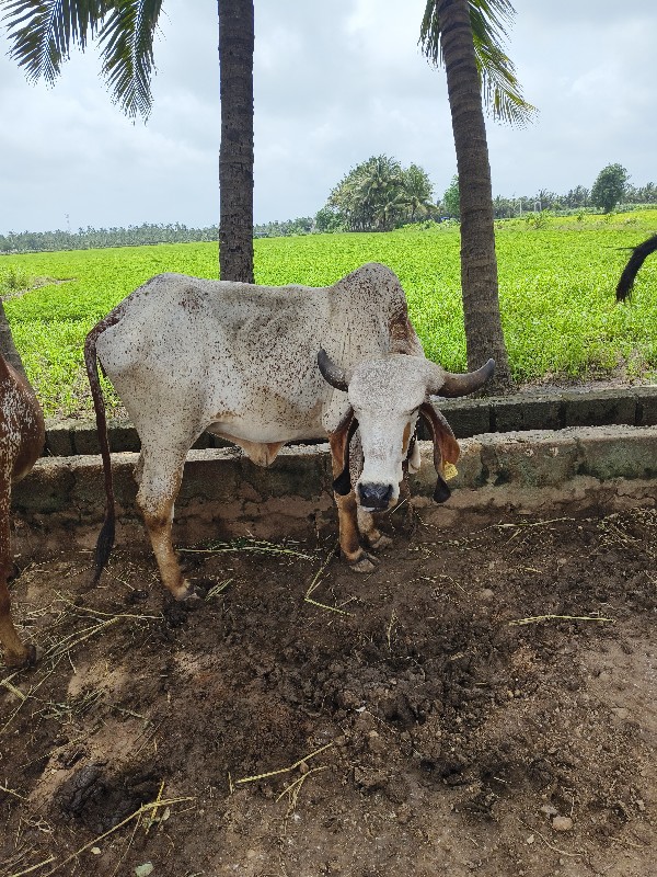 ગાય વેચવાની છે