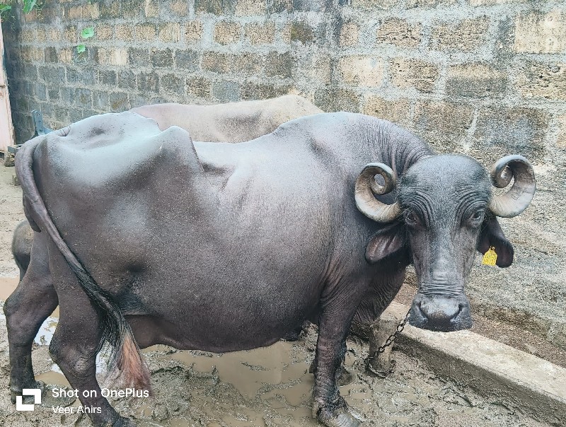 ભેંસ વેચવાની છે