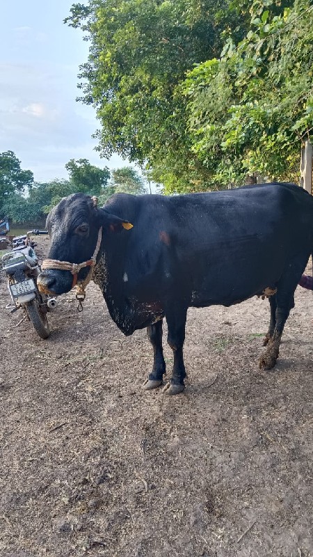 આ જરસી HF વેચવા...