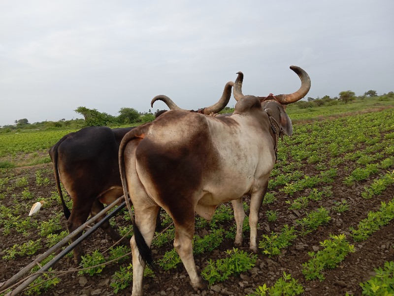 બળદ વેચવાના  છે