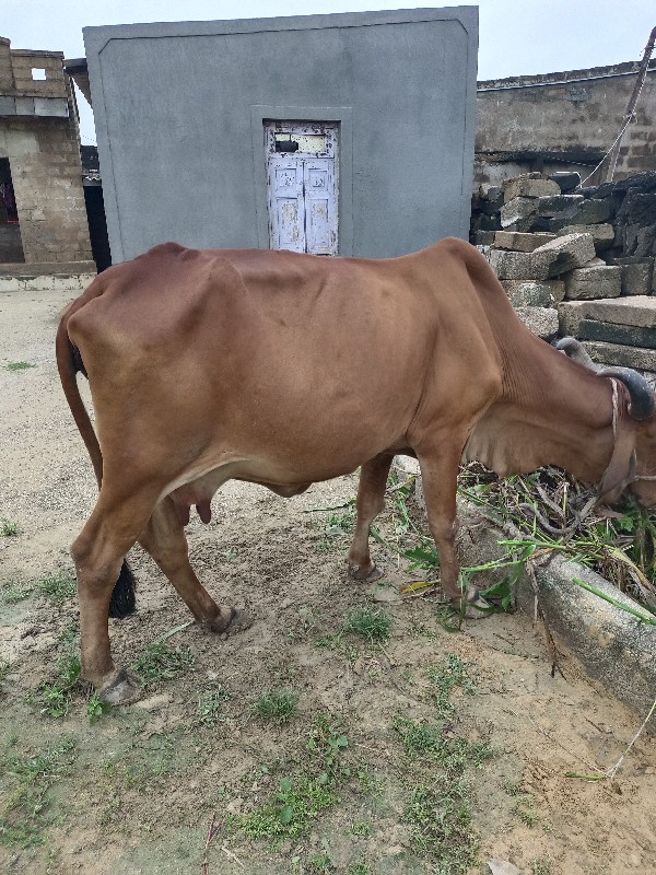 ડોઢમહીનાનીવેણેછ...