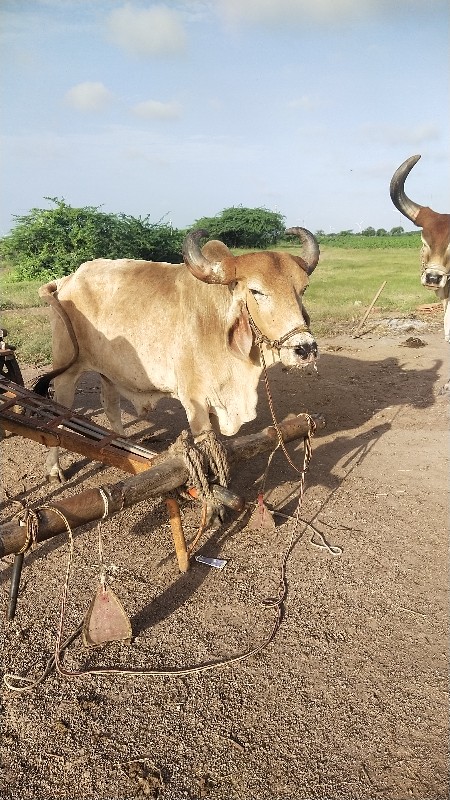 ગોઢલા વેચવાના છ...