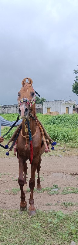 ઘોડો વેચવાનો છે