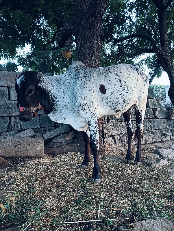 2 વાછડી  વેંચવા...