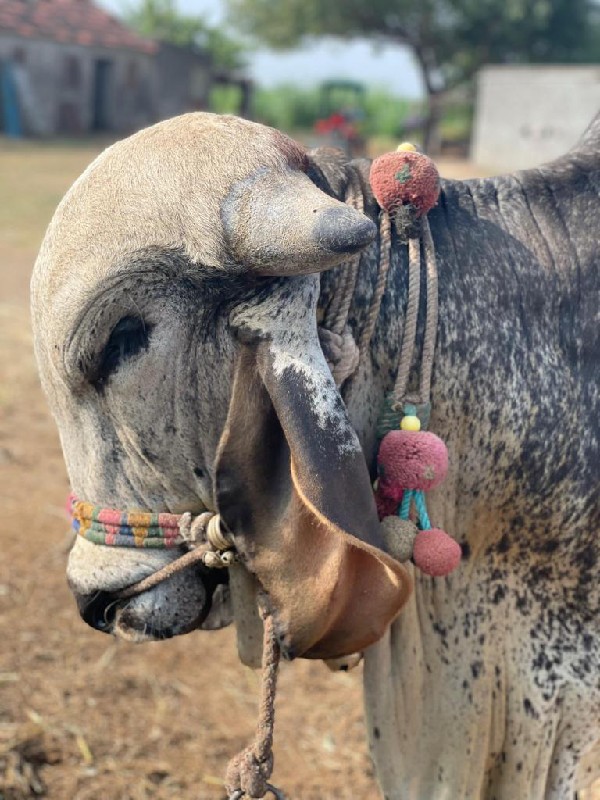 જાડેજા બળદેવસિં...