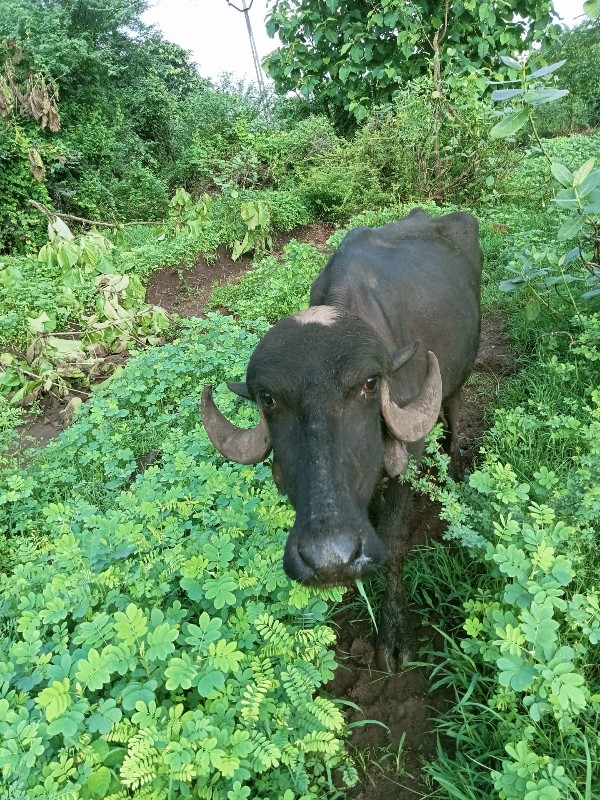 ખળાય