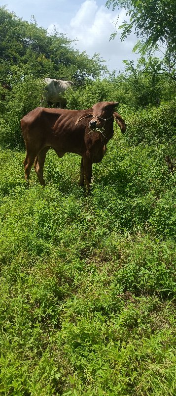 ગાય