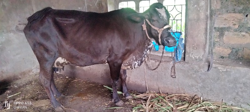 ગાય વેચવાની છે