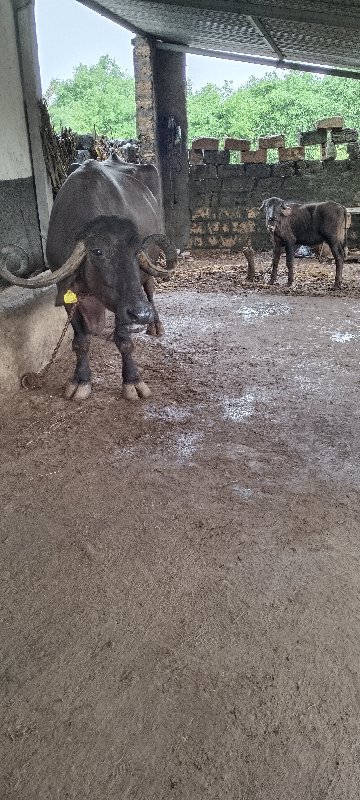 બે ભેંસ વેચવાની...