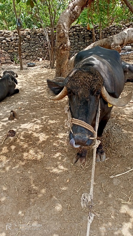 ભેંસ વેચવાની છે