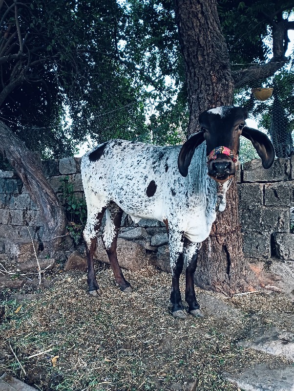 2 વાછડી  વેંચવા...