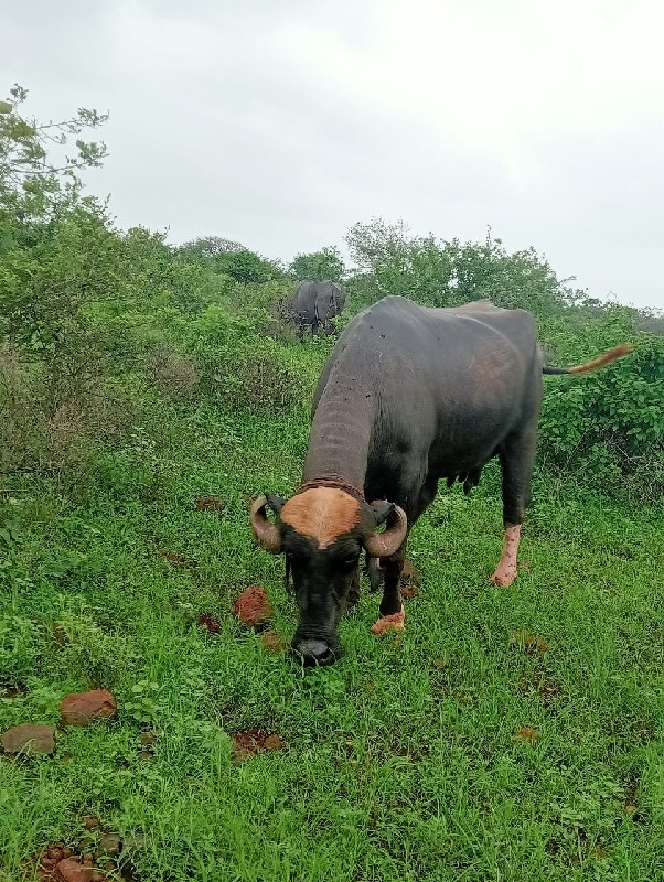 ભેંશ વેચવાની છે