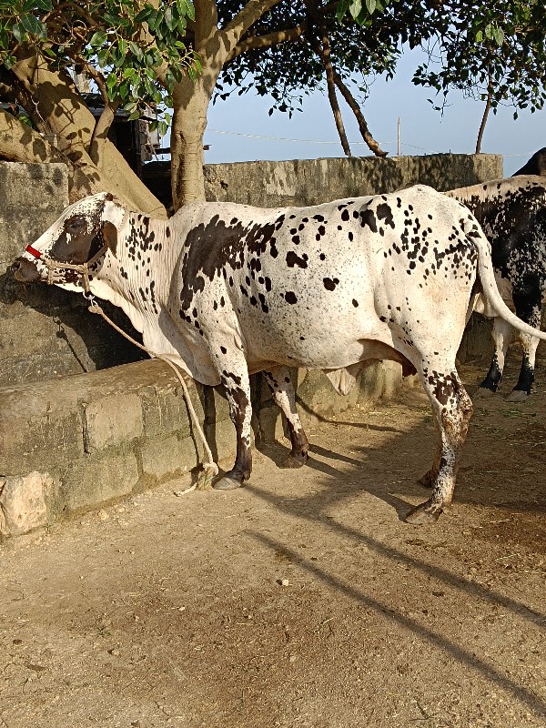 ગીર ક્રોસ ગાય વ...